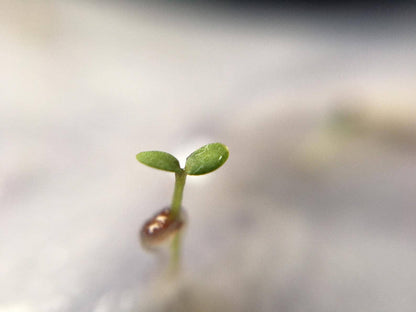 ‘Harriet Hare’ Plantable Blank Greeting Card