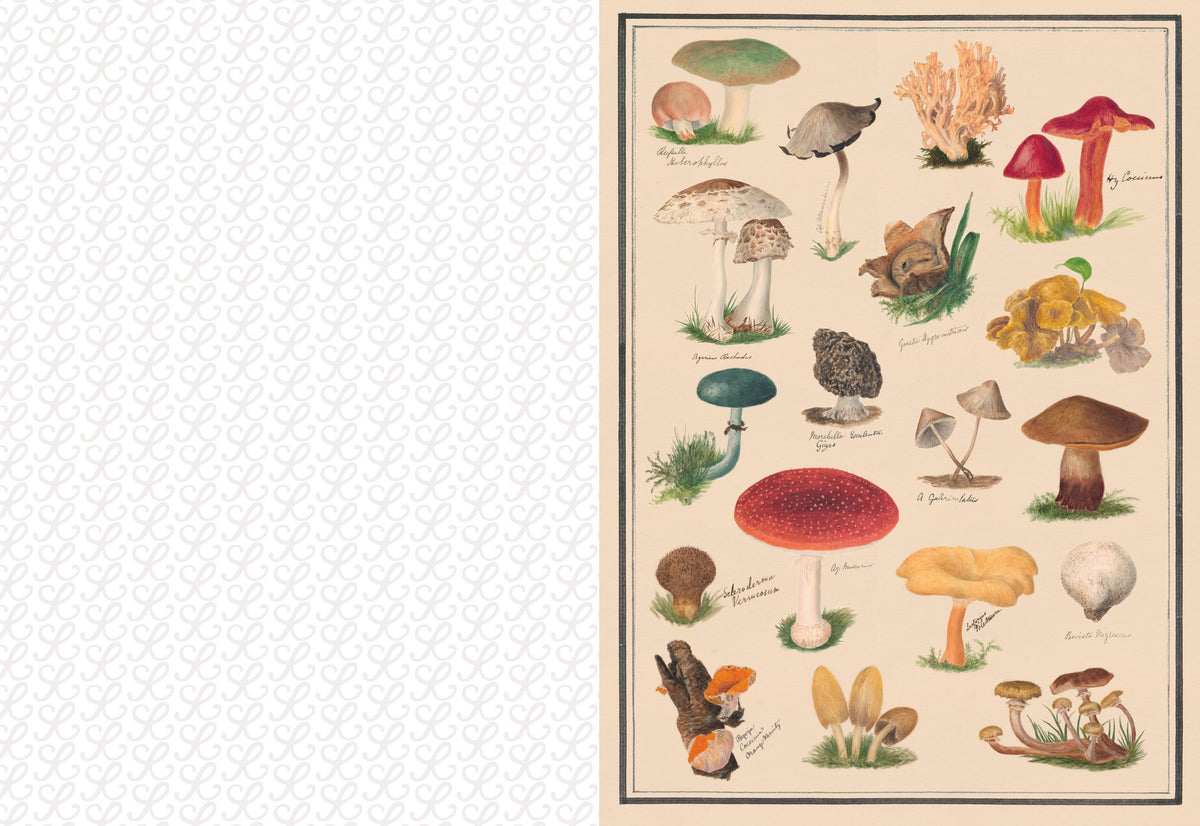 The Collage Compendium - 2,000 Images to Cut Out & Collage