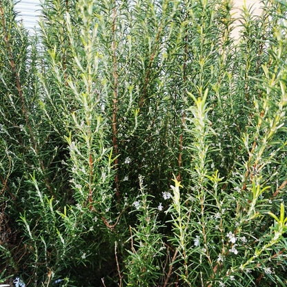 Herb Seeds for Spring Growing ~ Plant Now!