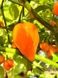 Orange Habanero Chilli Sauce - Hot