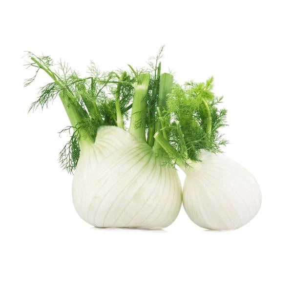 Fennel Bulb