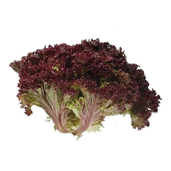 Lollo Rosso Lettuce