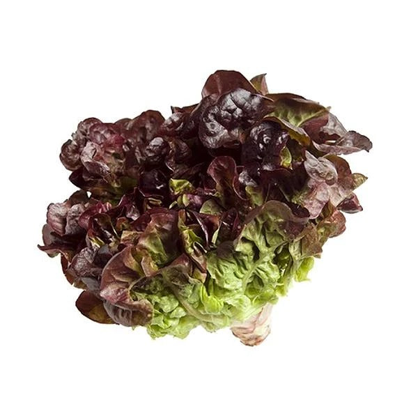 Oakleaf Lettuce