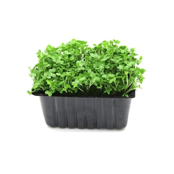 Mustard Cress UK - Each
