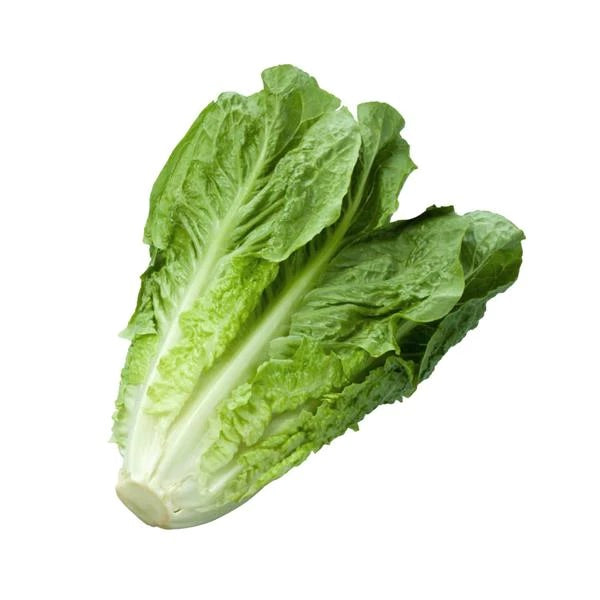 Cos Lettuce (Romaine)