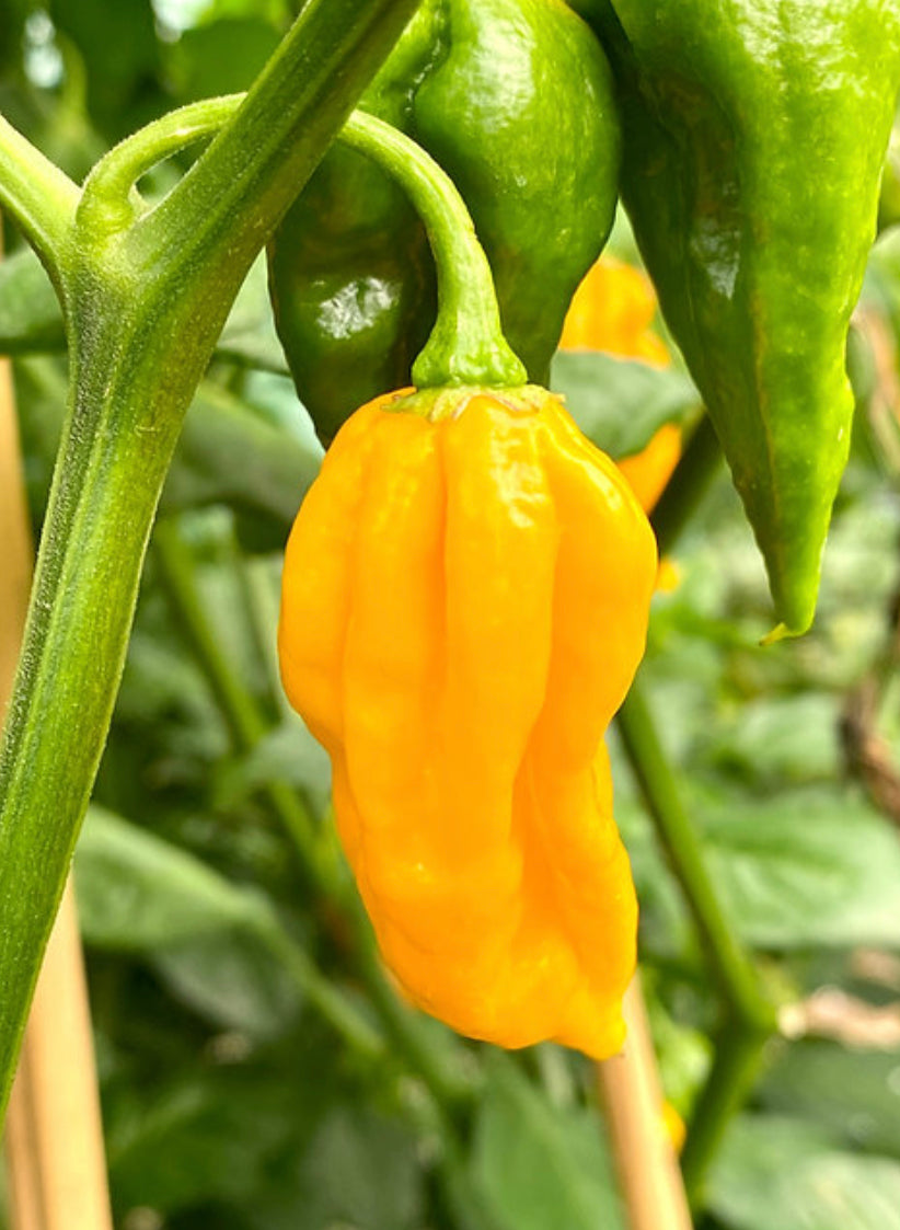 Lemon Drizzle Chilli Sauce Medium - Weymouth 51